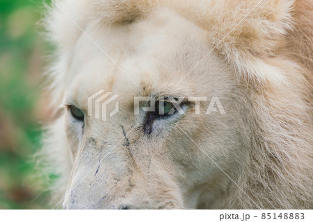 Closeup beautiful portrait of an African Lion. Closeup beautiful portrait of an African Lion. 85148883