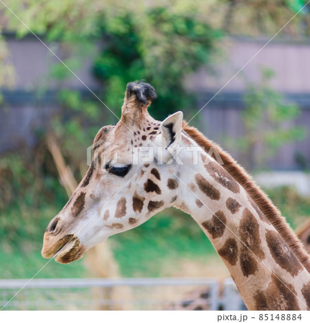 Close up portrait of giraffe camelopardalis in nature and zoo Close up portrait of giraffe camelopardalis in nature and zoo 85148884