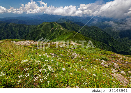 朝日連峰・大朝日岳山頂の高山植物と平岩山への稜線 85148941