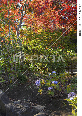 紫陽花の花と紅葉 睡足軒の森 平林寺 埼玉県新座市 紫陽花の花と紅葉 睡足軒の森 平林寺 埼玉県新座市 85148947