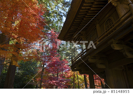 色鮮やかな紅葉の境内林と山門 平林寺 埼玉県新座市 色鮮やかな紅葉の境内林と山門 平林寺 埼玉県新座市 85148955