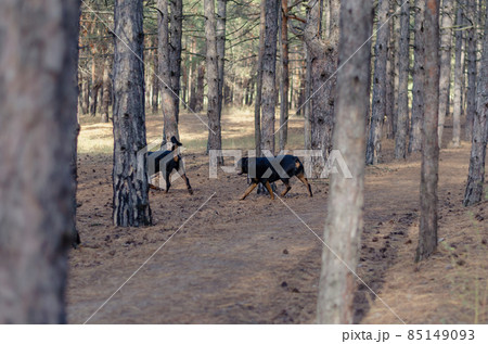 Defocus, blurred motion, noise, grain effect. Two dogs running t Defocus, blurred motion, noise, grain effect. Two dogs running t 85149093