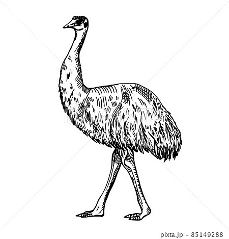 Vintage illustration of emu on isolated white background. Vector skerch animal from Australian. 85149288
