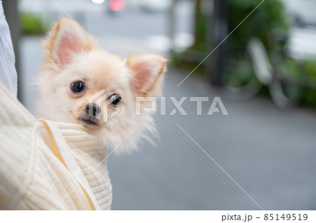 ポメチワのお散歩|クリーム色の小型犬 ポメチワのお散歩|クリーム色の小型犬 85149519