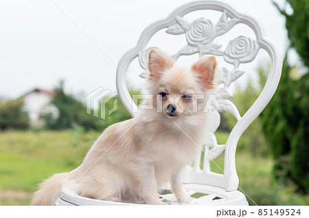 ポメチワのお散歩 クリーム色の小型犬の写真素材