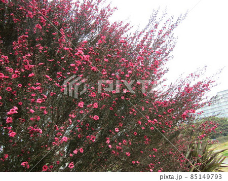 桃色色の可愛い花はギョリュウバイ 桃色色の可愛い花はギョリュウバイ 85149793