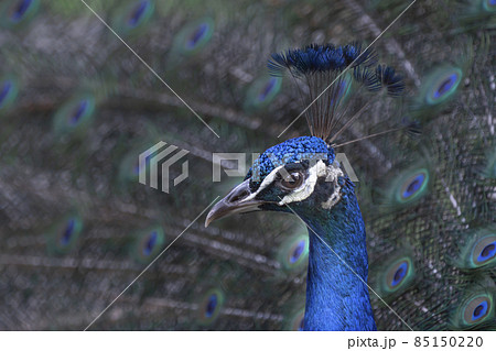 羽根を広げる優雅な孔雀 羽根を広げる優雅な孔雀 85150220