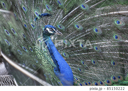 羽根を広げる優雅な孔雀 羽根を広げる優雅な孔雀 85150222