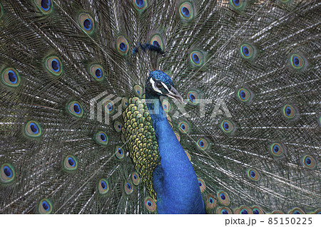羽根を広げる優雅な孔雀 羽根を広げる優雅な孔雀 85150225