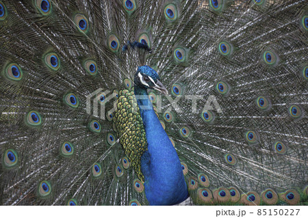 羽根を広げる優雅な孔雀 羽根を広げる優雅な孔雀 85150227