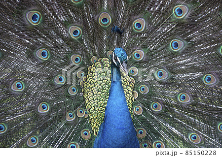 羽根を広げる優雅な孔雀 羽根を広げる優雅な孔雀 85150228