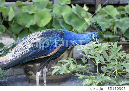 クジャクの散歩 クジャクの散歩 85150305