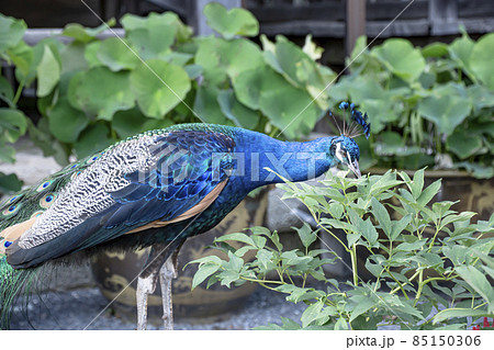 クジャクの散歩 クジャクの散歩 85150306