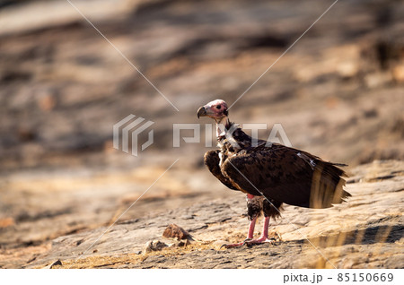 red headed vulture or sarcogyps calvus or Asian king or Indian black vulture closeup or portrait at Ranthambore National Park or forest Reserve Rajasthan india 85150669