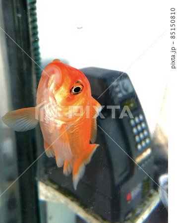 電話ボックス内を泳ぐ金魚 電話ボックス内を泳ぐ金魚 85150810