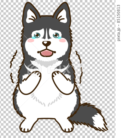 Frightened Siberian Husky (Black & White) 85150813
