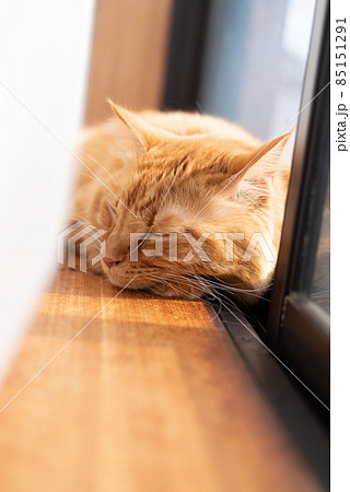 眠る猫 茶トラ猫 眠る猫 茶トラ猫 85151291