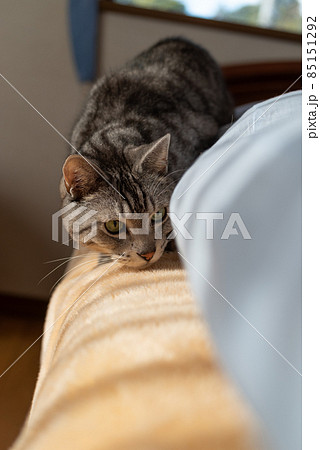覗き込む猫 サバトラ猫 覗き込む猫 サバトラ猫 85151292