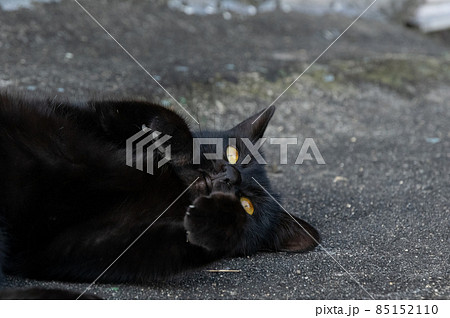 可愛い猫 黒猫の写真素材
