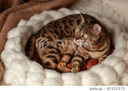Bengal cat resting in merino wool round pet lounge in creamy and terracotta rust tones. Bengal cat resting in merino wool round pet lounge in creamy and terracotta rust tones. 85152373