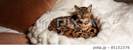 Bengal cat resting in merino wool round pet lounge in creamy and terracotta rust tones. Bengal cat resting in merino wool round pet lounge in creamy and terracotta rust tones. 85152376
