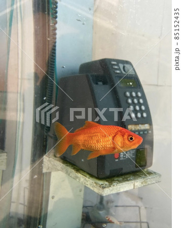 町中の電話ボックス内を泳ぐ金魚 町中の電話ボックス内を泳ぐ金魚 85152435