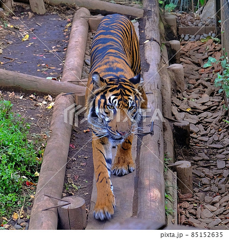 上野動物園のスマトラトラ 上野動物園のスマトラトラ 85152635