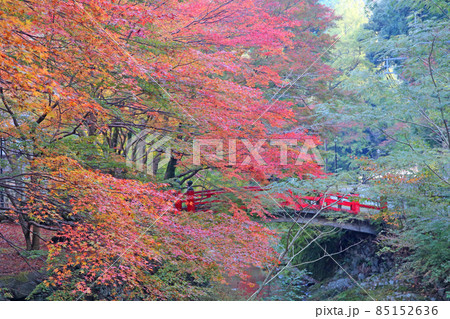 大寧寺の紅葉 85152636