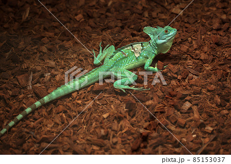 Green Water Dragon. Chinese Water Dragon. Physignathus cocincinu 85153037