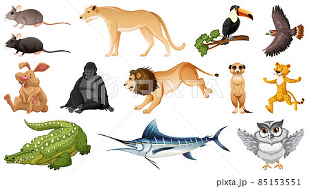 Set of different wild animals cartoon characters Set of different wild animals cartoon characters 85153551