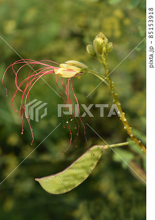 Bird of paradise 85153918