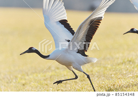 飛び立ち前の助走を始めるタンチョウ（北海道・鶴居） 85154348