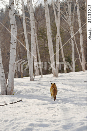 冬の森を歩くキタキツネ（北海道） 85155012