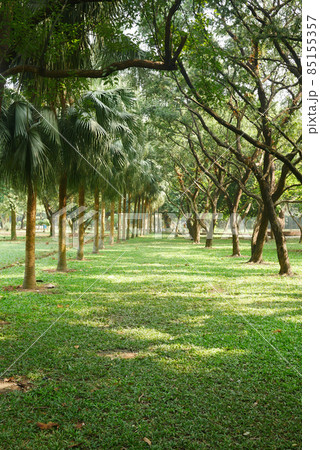 walking through a beautiful forest  85155357