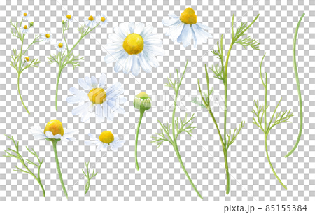 洋甘菊的水彩插圖。茶用草藥。裝飾花和葉元素集。 (向量) 洋甘菊的水彩插圖。茶用草藥。裝飾花和葉元素集。 (向量) 85155384