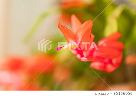 シャコバサボテンの花 シャコバサボテンの花 85156056