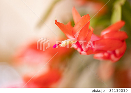 シャコバサボテンの花 シャコバサボテンの花 85156059