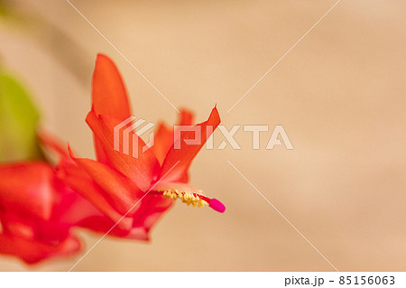 シャコバサボテンの花 85156063