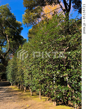東京九段・靖国神社境内に植樹されたモッコク 85156721