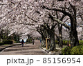 桜満開の小道 85156954