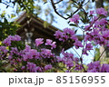 京都・久美浜 如意寺の桜 85156955