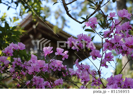京都・久美浜 如意寺の桜 京都・久美浜 如意寺の桜 85156955