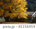 田舎に佇む廃屋と一本イチョウ② 85156959