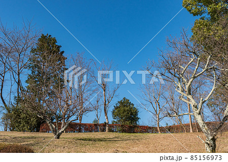 木々と青空 85156973