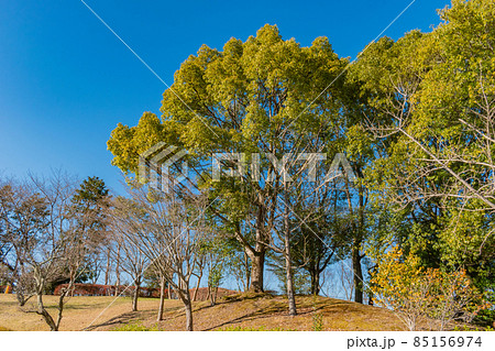 木々と青空 85156974