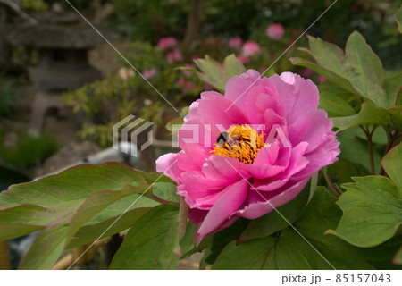 ぼたん寺清眼寺の境内に咲く牡丹の花とハナアブ1 岡山県津山市 ぼたん寺清眼寺の境内に咲く牡丹の花とハナアブ1 岡山県津山市 85157043