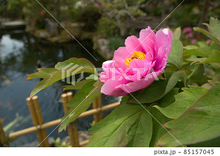 ぼたん寺清眼寺の境内の池の畔に咲く牡丹の花 岡山県津山市 ぼたん寺清眼寺の境内の池の畔に咲く牡丹の花 岡山県津山市 85157045