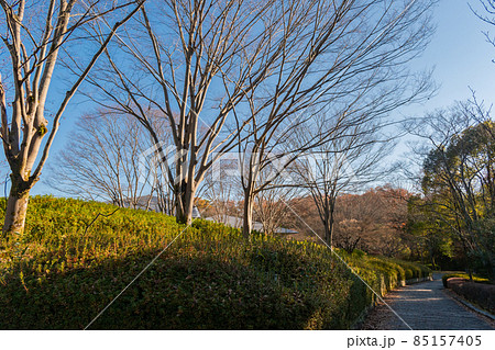 公園の木々と遊歩道 85157405