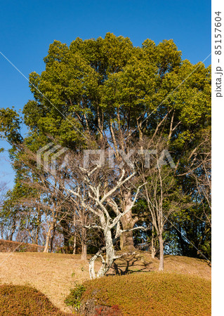 木々と青空 85157604