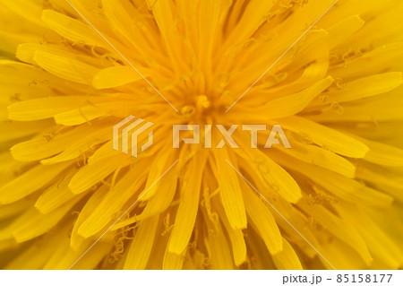 Yellow blooming dandelion macro close-up selective focus 85158177